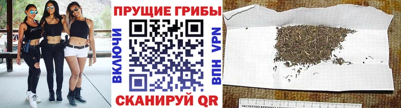 где продают наркотики  Трубчевск  Псилоцибиновые грибы мицелий 
